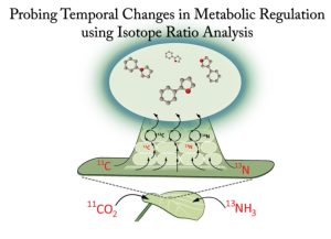 a graphic of metabolic regulation in a plant.